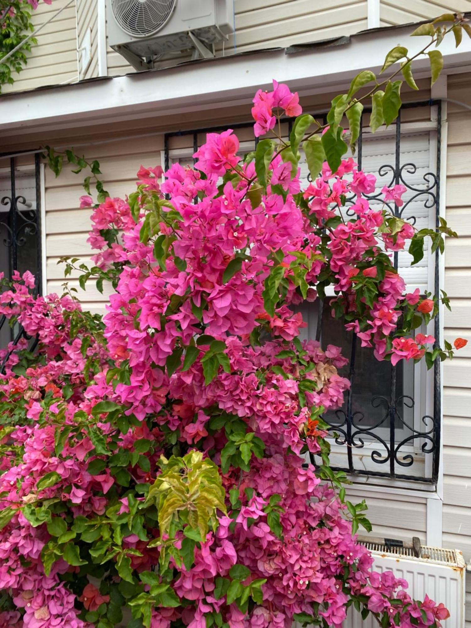 Villa Inci Çeşme エクステリア 写真